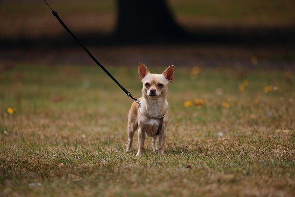 How Might Brexit Influence The Future Of British Startups?